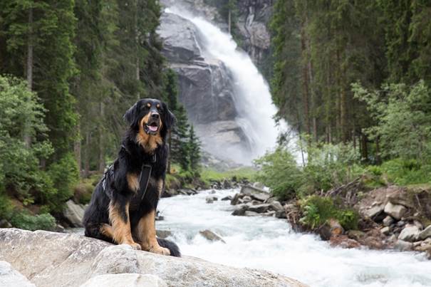 DogMountainExperience week